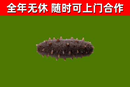 赤水烟酒回收干海参.jpg